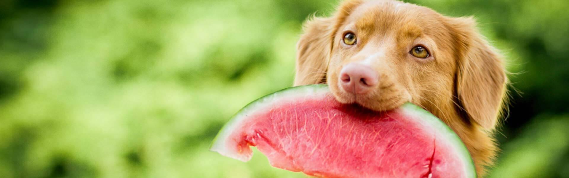 Hvilke frugter grøntsager kan din hund tåle?