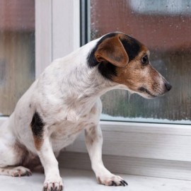 din hunds kropssprog - 10 signaler som alle hundeejere bør