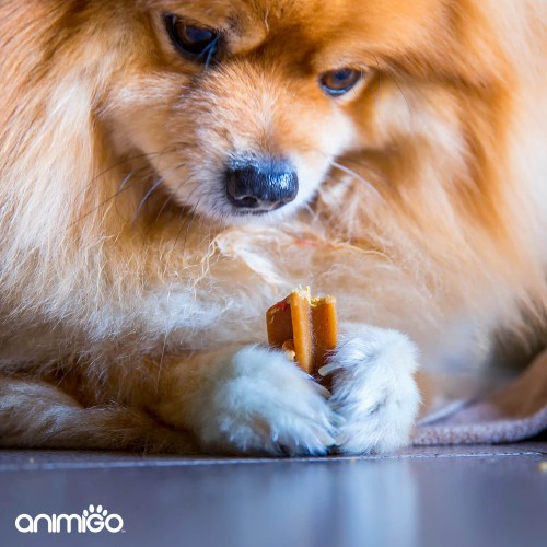 Coprophagia Hunde | spisning af afføring | Animigo