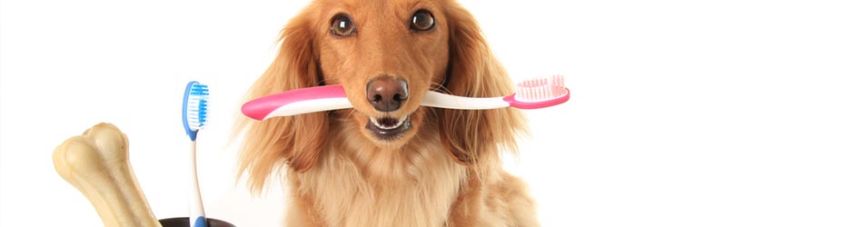 Tandpleje til hund er for både trivsel og sundhed
