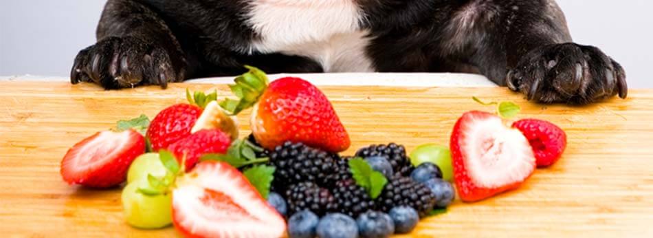 Hvilke frugter grøntsager kan din hund tåle?